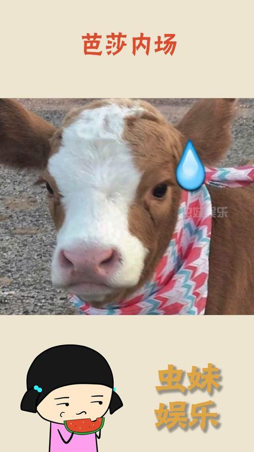 娱乐吃瓜酱内向的小猫,内向小猫的娱乐吃瓜日常